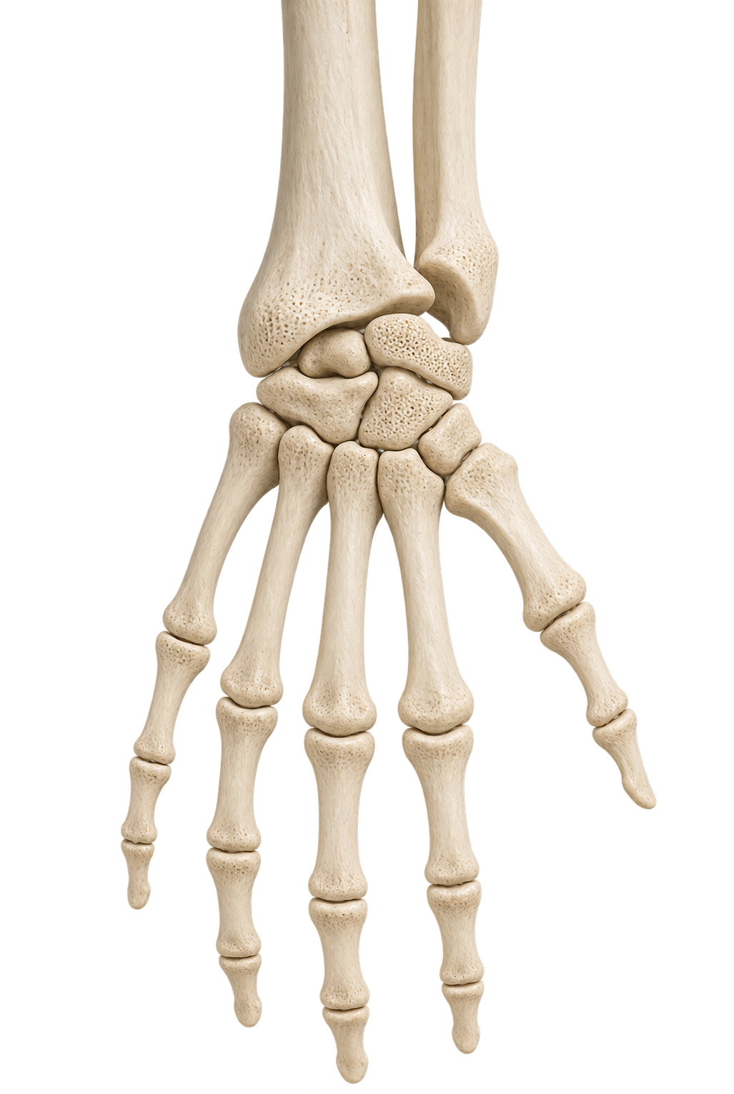 3D друк кістки зап'ястя — Biodrook